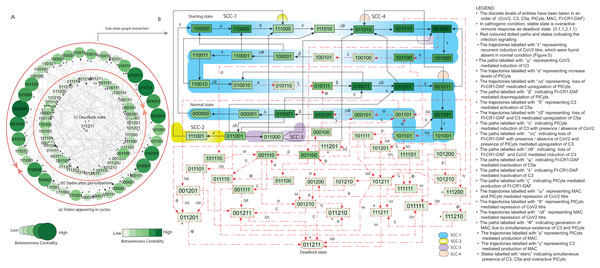 State graph and extracted sub state graph of complement system signalling during pathogenic condition.