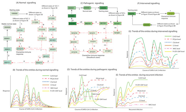 Inference in this study. The entities interaction different signalling events were observed in this study, that are depicted in less involved Figures A, C, and F. (See the state transitions signalling labelled with small Greek letters in Figs. 5–8). The state transitions can be used to draw hypothetical trends of the entities response shown for normal signalling (B), pathogenic signalling (D and E), and intervened signalling (G).