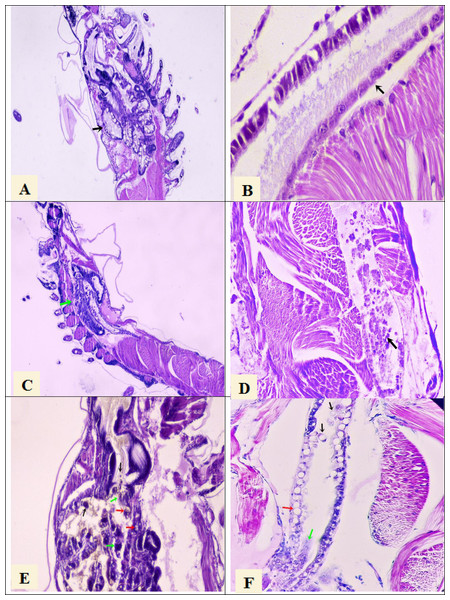 Histological section of P. vannamei shrimp postlarvae stained with Mayer-Bennet haematoxylin and eosin.