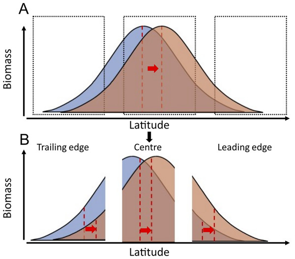 Conceptual representation of species distribution across a latitudinal gradient with warming (blue, before warming; red, after warming).