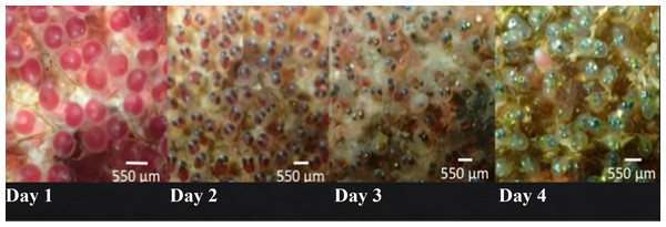 Images of the development of A. troschelii. eggs per day.