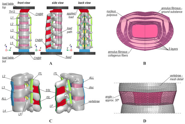 Numerical model: (A) general view, (B) structure of intervertebral disc, (C) ligaments, (D) intervertebral disc fibers.