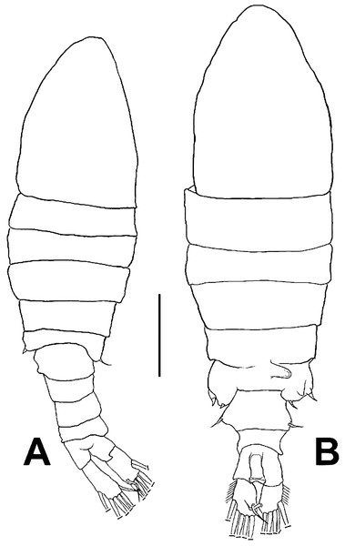 Mastigodiaptomus galapagoensis. n. sp., habitus.