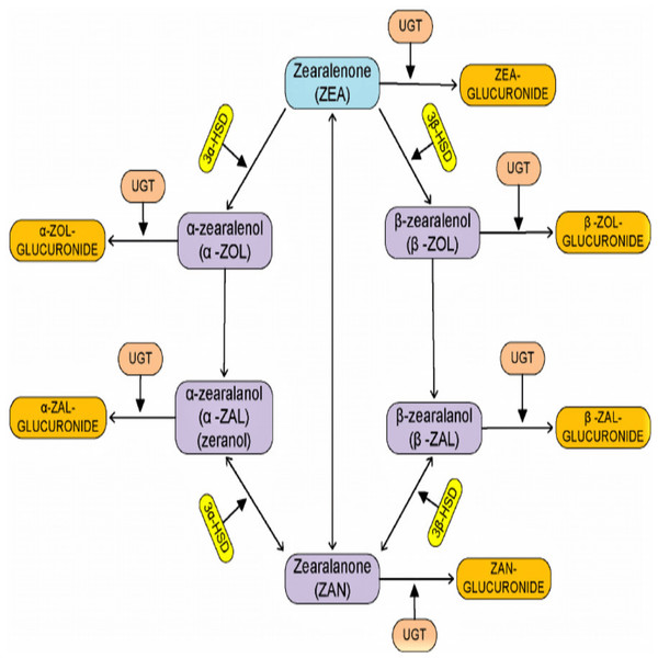 Diagrammatic pathway for the process of degradation of zearalenone by microorganism.