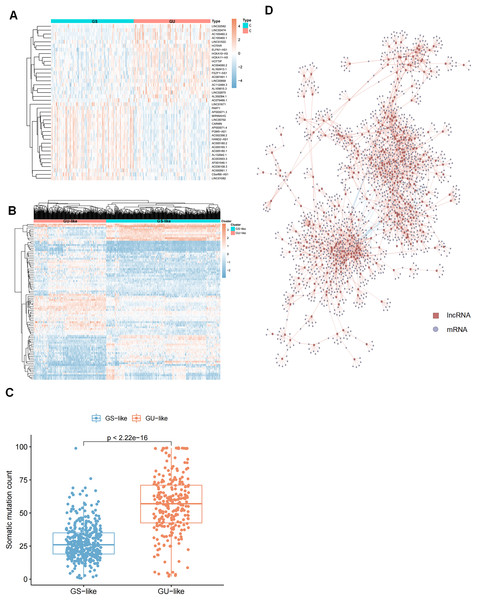 Selection of lncRNAs associated with genomic instability in GC patients and demonstration of their target genes.