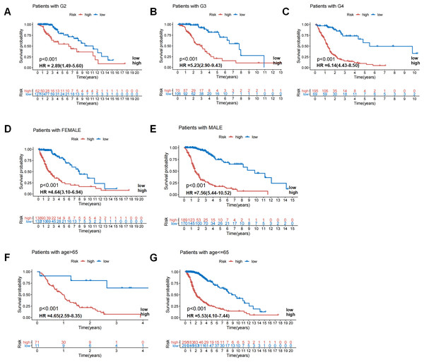 Patients in high-risk and low-risk groups of GC were clinically stratified by age, gender, and tumor grade for survival differences.