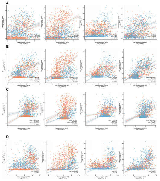 Correlation of eight risk factor lncRNAs and cell phenotypes of patients with glioma in the TCGA database.