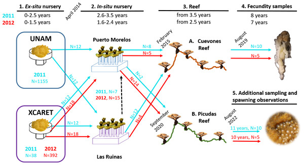 Timeline of the phases described in this study for the two cohorts of Acropora palmata produced via assisted sexual reproduction.