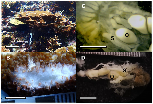 Reproductive capacity of Acropora palmata colonies produced in the laboratory and outplanted onto Cuevones Reef.
