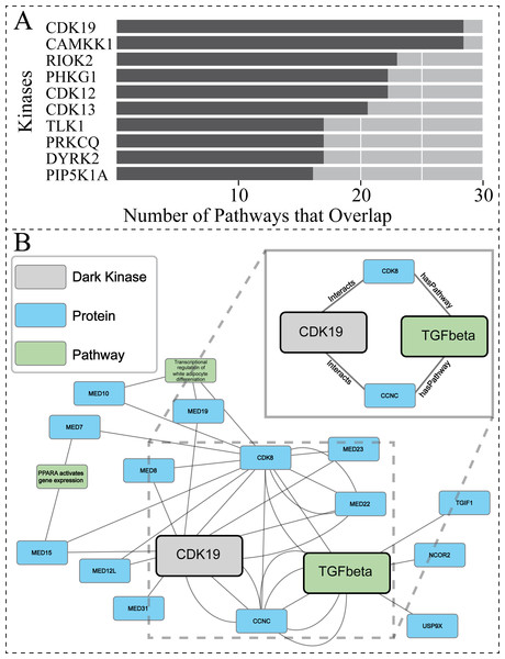Investigating protein-pathway predictions and dark kinase knowledgebase experimentally validated predictions.