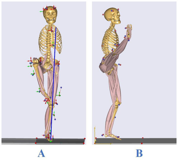 Bone muscle models for two typical balance movements in Tai Chi: (A) knee lift balance; (B) leg stirrup balance.