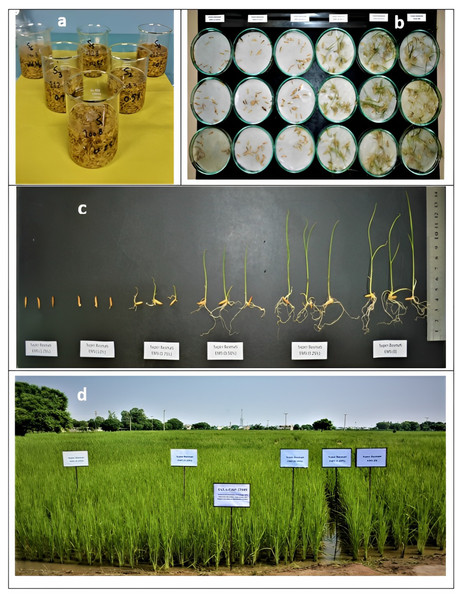 Chemical induced mutagenesis in Super Basmati: (A) soaking paddy seeds of Super Basmati in 4 ultrapure water for 20 h, (B) sowing of EMS treated seeds of Super Basmati in Petri plates, (C) effect of 5 EMS on seedling, (D) sowing of EMS treated seed in the field.