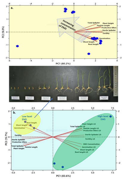 Biplots from Principal components analysis of the measured parameter of the Super Basmati rice.