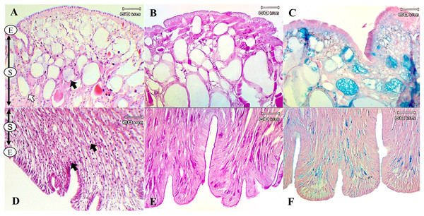Histological and histochemical features of mucous cells in the L. fulica foot.