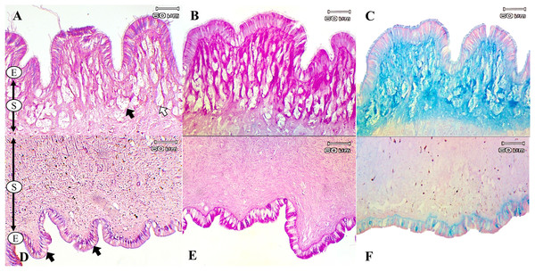 Histological and histochemical features of mucous cells in the P. canaliculata foot.