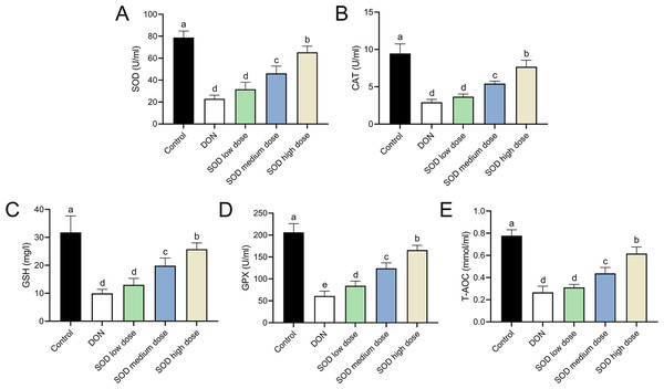 Expression of serum antioxidant indicators in deoxynivalenol induced oxidative stress mice.