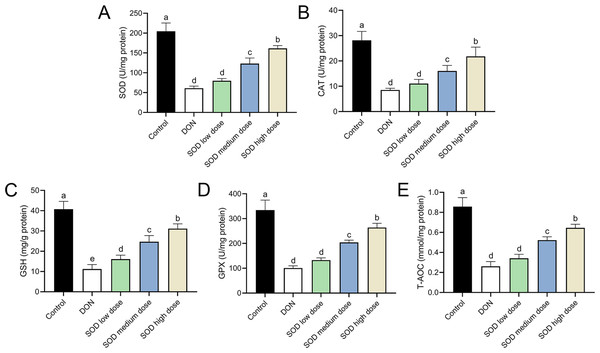 Expression of liver antioxidant indicators in deoxynivalenol induced oxidative stress mice.
