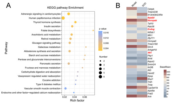 Analysis of differential expression of liver genes in mice with hepatic inflammation (n= 3).