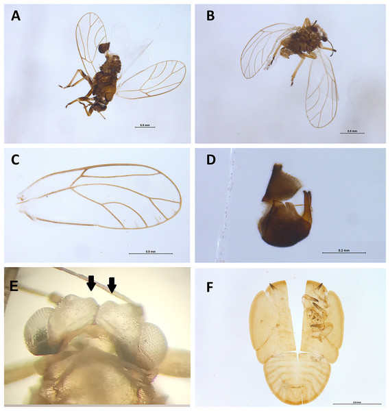 Specimens of Casuarinicola cf warrigalensis recovered in this study.