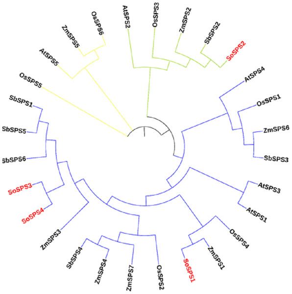 ML phylogenetic reconstruction of SPS family.