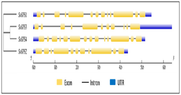 Exon-intron assembly of SoSPS. genes.