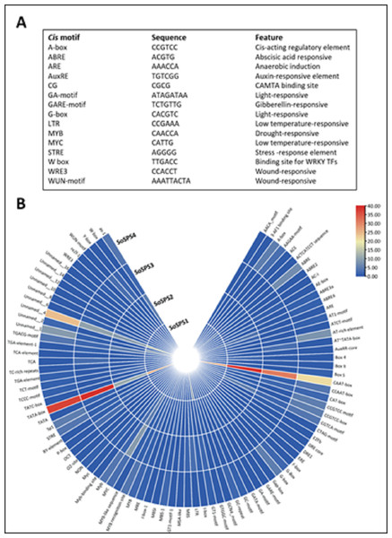 Cis motifs in the promoter sequences of SoSPS genes.