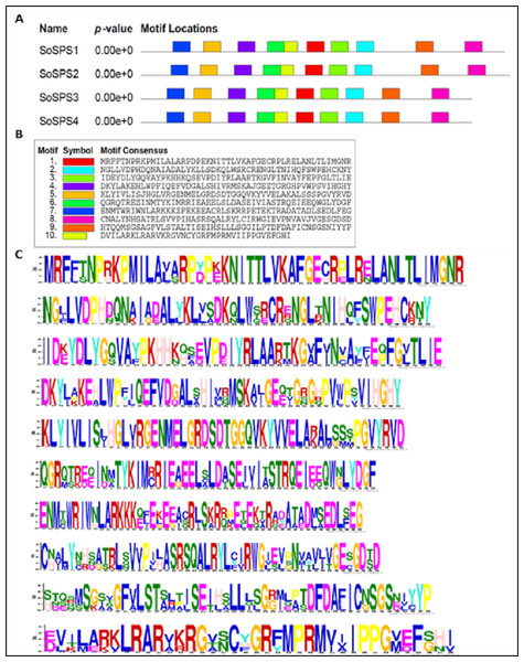 SoSPS protein motifs.