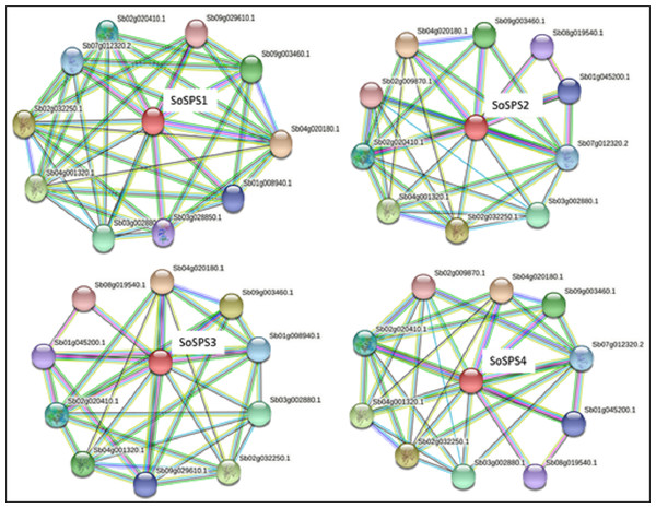 Protein interaction network of SPS.