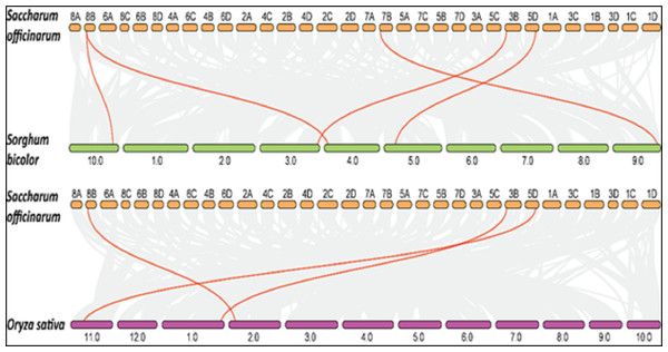 Collinearity analysis of SoSPS with SbSPS and OsSPS.