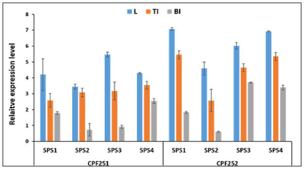 Spatialexpression profile of SoSPS gene family in two cultivars.