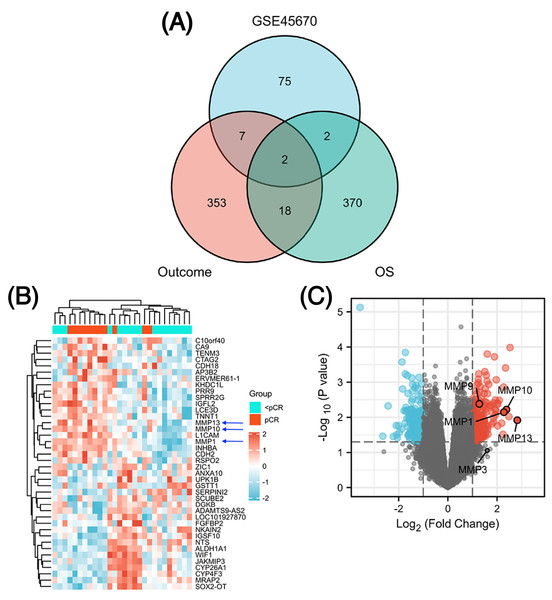 Identification of differentially expressed genes (DEGs).