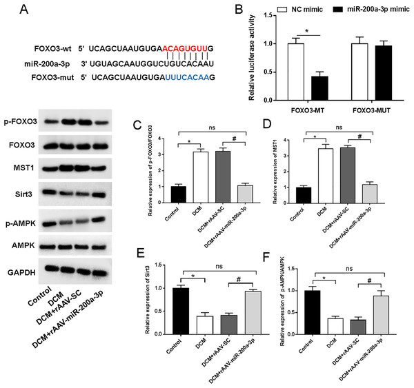 miR-200a-3p reduced diabetes induced-myocardial injury through FOXO3/Mst1/Sirt3/AMPK pathway.