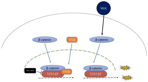 Inhibition effect of TFEB in fibrosis could be mediated by the formation TFEB- β-catenin-TCF/LEF1 complex.