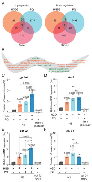 Gpdh-1 and col-92 are highly expressed in HGD-fed aged worms.