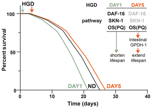 Schematic diagram of how HGD regulates worms’ lifespan.