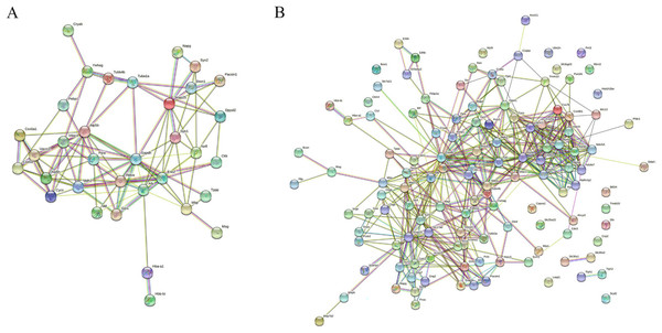 Interaction network analysis of precursor proteins of differentially expressed peptides according to STRING.