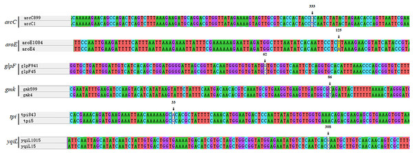 Analysis of nucleic acid sequence of novel alleles.
