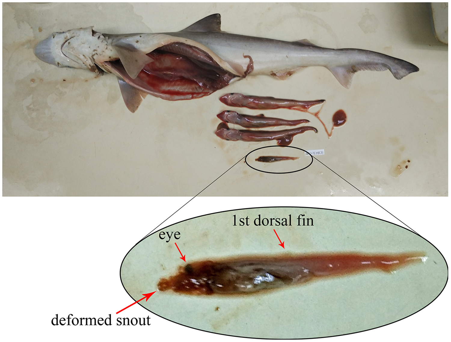 Feeding ecology and reproductive biology of small coastal sharks in  Malaysian waters [PeerJ]