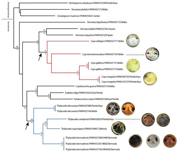 Maximum Likelihood tree illustrating phylogenetic relationships among select vermetid taxa and focal vermetid genera Thylacodes and Cayo n. gen.