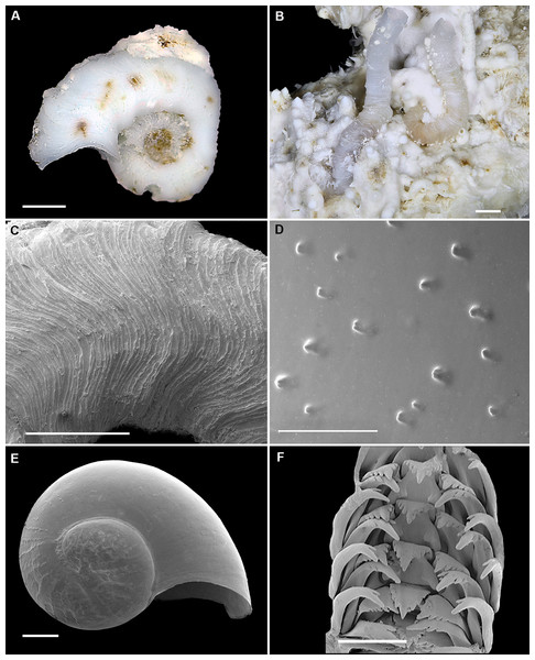Shell morphology and radula of Cayo galbinus n. sp.