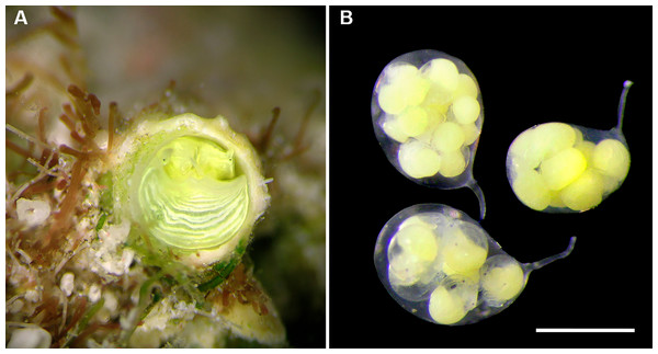External morphology, living coloration, and egg capsules of Cayo galbinus n. sp.