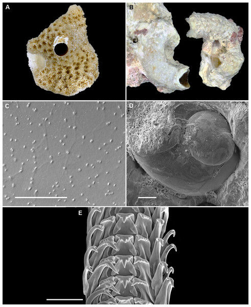 Shell morphology and radula of Cayo refulgens n. sp. (Belize).