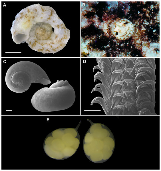Shell morphology, living coloration, radula, and egg capsules of Cayo brunneimaculatus n. sp. (Belize).
