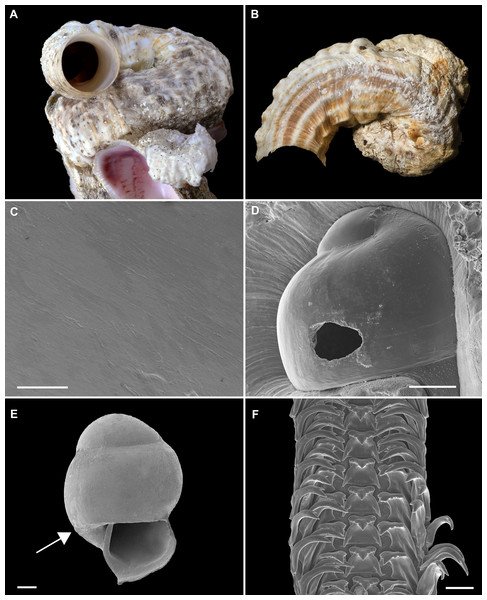 Shell morphology and radula of Thylacodes bermudensis n. sp.