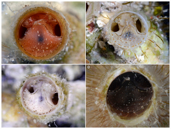 External morphology and living coloration of Thylacodes bermudensis n. sp.