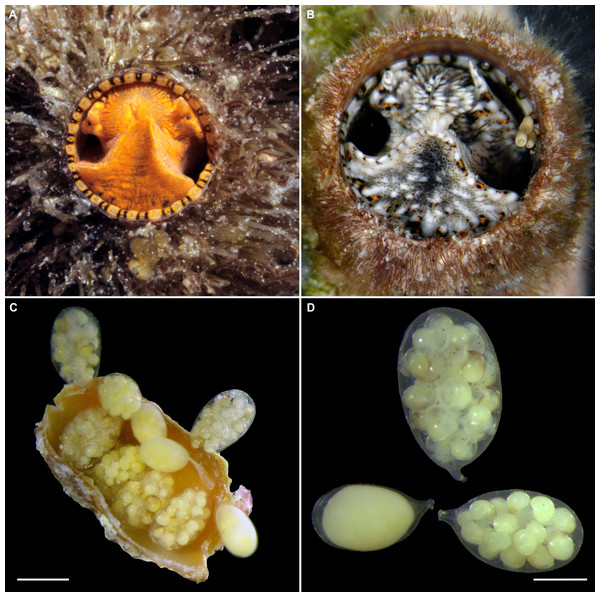 External morphology, living coloration, and egg capsules of Thylacodes decussatus.