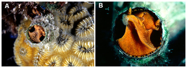 Habitat photographs and mucus-net feeding of Thylacodes decussatus (Florida Keys).