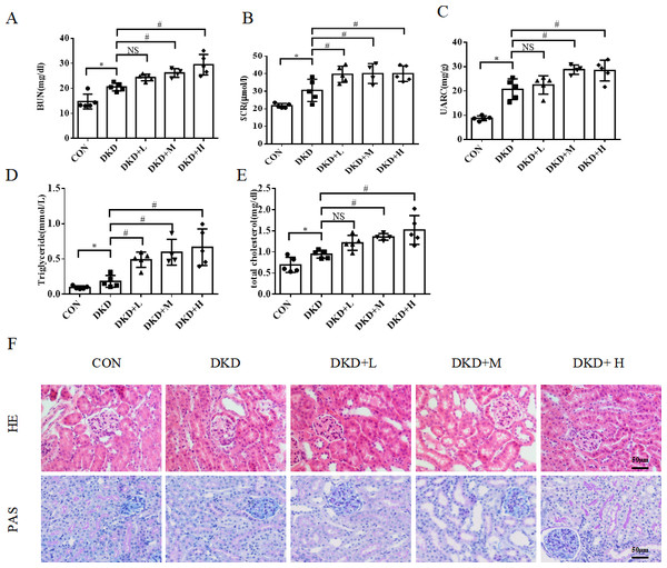 The effect of PM2.5 exposure on kidney function, serum lipid and kidney damage of mice.