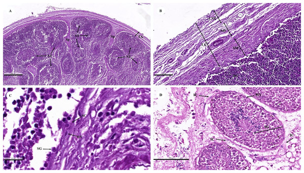 Low (A and B) and high (C and D) magnification of histological sections of a juvenile dugong testis.