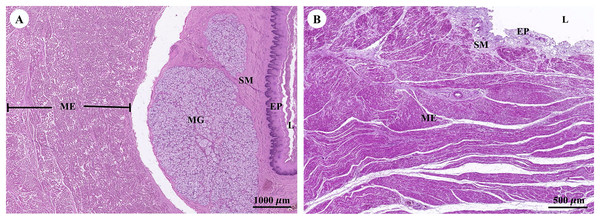Low magnification of histological section of muscular tissue found in muscularis externa layer of dugong’s esophagus (A) and stomach (B).